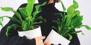 group 107 300x150.jpg