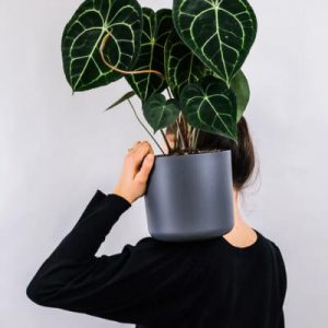 About Plants Store Gallery Img 1 300x300 1