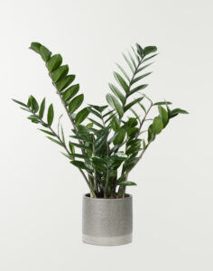 zz plant in a gray pot